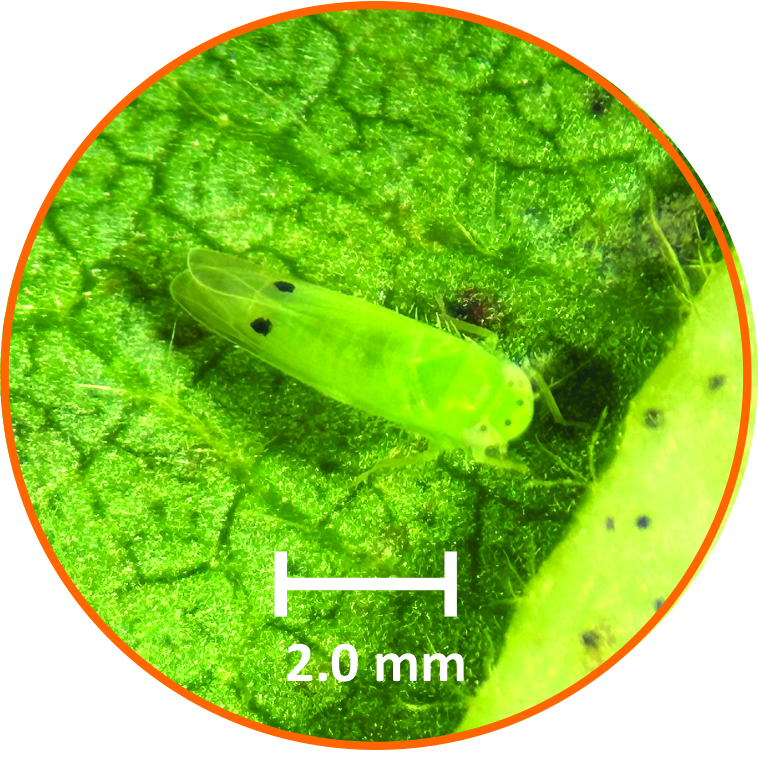 two-spot cotton leafhopper closeup
