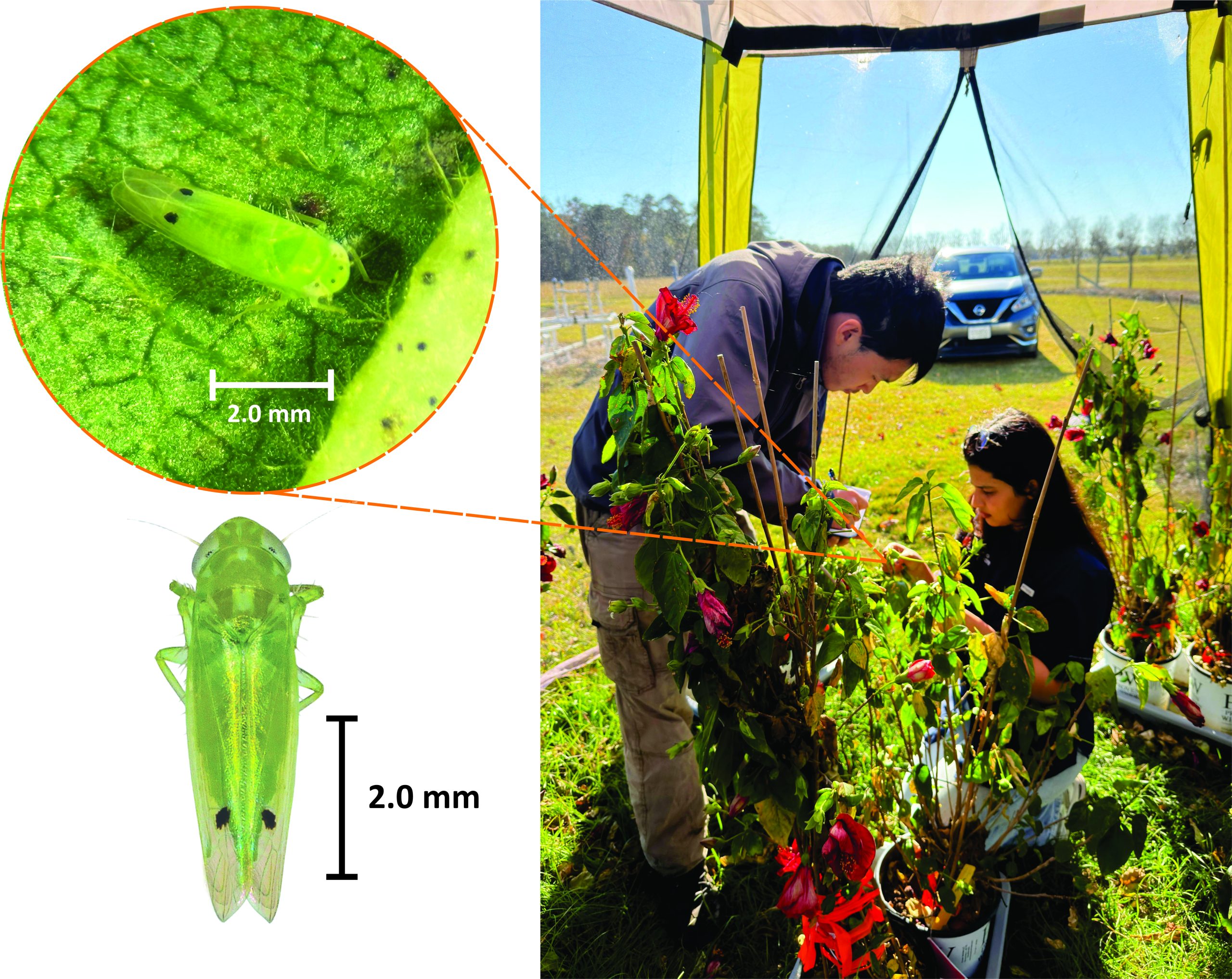 Image of two researchers inspecting potted hibiscus plants. On the left of the image is a zoomed-in image of a two-spot cotton leafhopper on a leaf, with a 2mm bar showing that the insect is only 3-4 mm long. Underneath that is an isolated image of a two-spot cotton leaf hopper, oriented to better compare to the 2.0 mm length bar.
